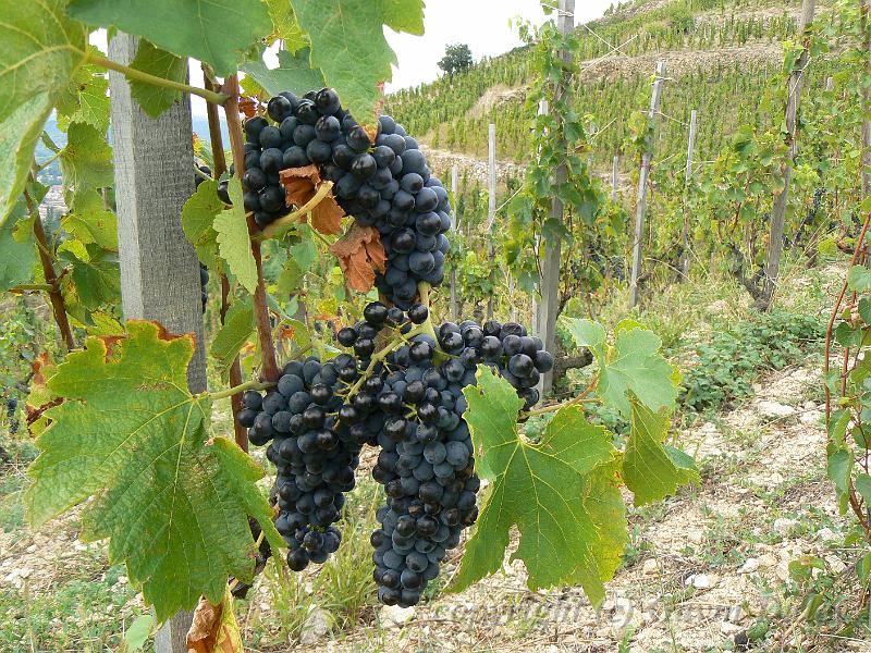 Syrah vine, Hermitage vineyards P1140020.JPG